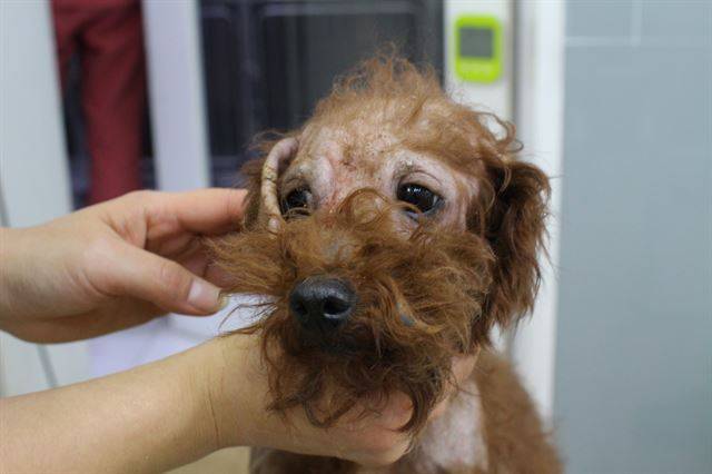 구조 당시 피부병으로 털이 빠진 소리. 카라 제공