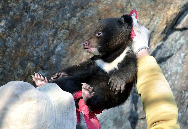 지리산 야생에서 태어난 반달가슴곰 새끼. [중앙포토]