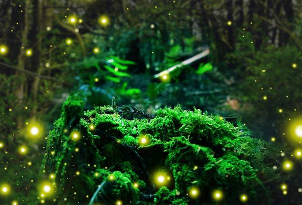 제주시 한경면 청수리 곶자면 반딧불이. (사진=제주관광공사)