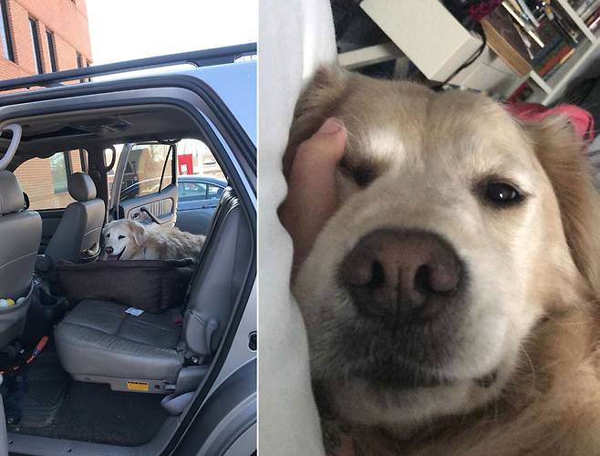 병원에서 회복 뒤 집에 돌아가는 브랜디(왼쪽), 그레거 삼사와 만난 브랜디의 모습.