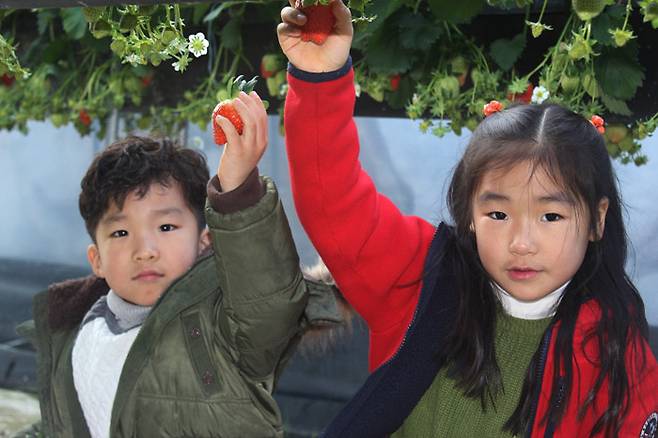 봉이땅엔에서 딸기 체험을 하는 아이들<사진제공·봉이땅엔>