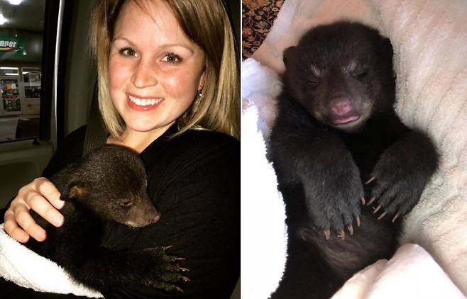 재활훈련사 빌리 젠킨스는 영양 실조 상태에 있었던 새끼 곰에게 약간의 염소 젖을 먹여 회복시키는 데 성공했다.