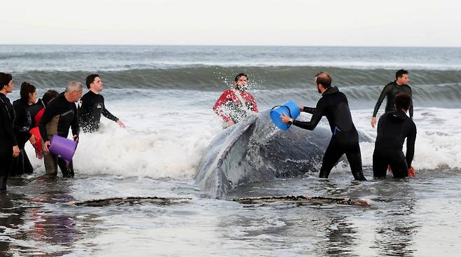 고래에게 물을 뿌려주는 시민들. 로이터연합뉴스