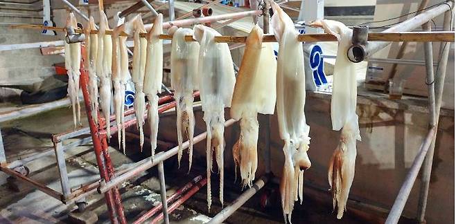 밤새 잡아 빠른 시간 내에 태양열로 자연건조한 울릉도 오징어. 신선한 감칠맛이 일품이다. (사진=웹투어 제공)