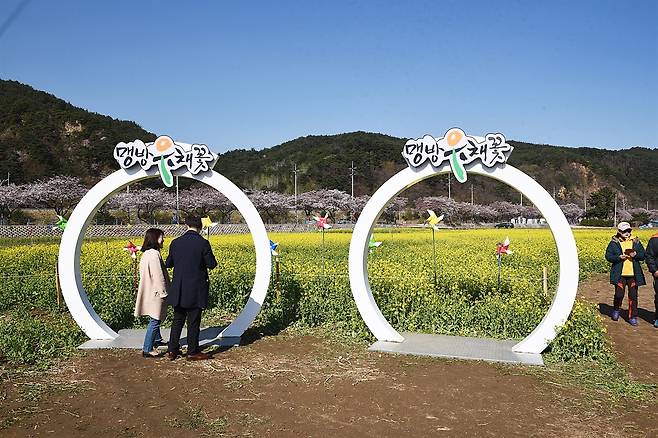 유채꽃밭 곳곳에 여러 조형물이 있어 사진 촬영의 포인트가 되는데, 이들 중 반지 모양의 조형물이 눈길을 끈다.  ⓒ홍윤호