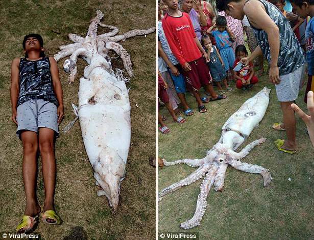 길이 2.4m, 너비 45cm인 오징어.