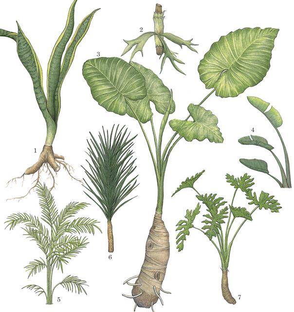 우리나라에서 많이 볼 수 있는 관엽식물들. 1. 산세베리아 2. 박쥐란 3. 알로카시아 4. 극락조 5. 야자나무 6. 드라세나 7. 필로덴드론