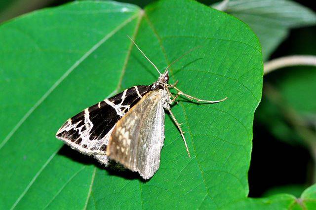 날개를 접고 앉아 있는 왕그물물결자나방. 국립생태원 제공