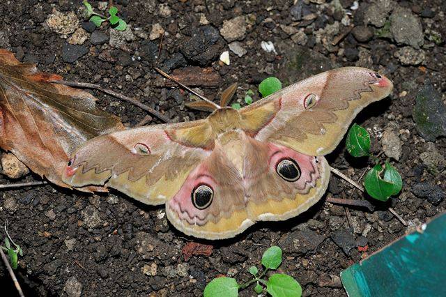 깃털모양의 더듬이를 갖고 있는 밤나무산누에나방. 국립생태원 제공