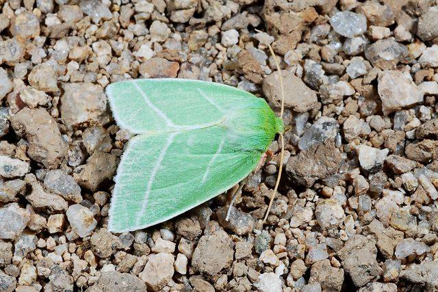 실모양의 더듬이가 특징인 쌍줄푸른밤나방. 국립생태원 제공