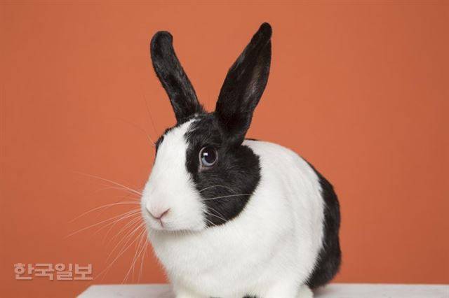 2013년 3월 18일 태어난 더치 토끼 랄라