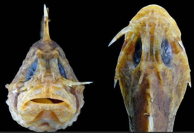 쏨뱅이류의 하나인 병정물고기. 왼쪽 잭나이프를 펼치고 오른쪽은 숨긴 상태이다. 미국 어류 및 파충류 학회 제공.