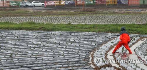 반가운 봄비…물꼬 트는 농민 (춘천=연합뉴스) 양지웅 기자 = 강원지역에 단비가 내리는 23일 오전 춘천시 서면의 감자밭에서 한 농업인이 물꼬를 정비하고 있다.