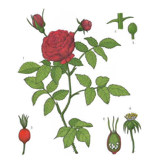 장미꽃에는 장미만 가지고 있는 특정 분자 네 가지와 장미케톤이라 불리는 화합물, 그리고 파르네졸, 네롤, 시트로넬롤 등 미량 원소 등이 있다. 이 성분들이 화학반응을 일으켜 우리가 알고 있는 ‘장미향’을 낸다. 이들 중 하나라도 없으면 온전한 장미향을 낼 수 없다.