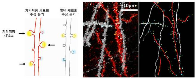 [왼쪽] 기억 저장 신경세포와 일반 신경세포의 수상돌기 비교. 기억 저장 세포의 수상돌기에 있는 시냅스 중에서 노란색 형광표지를 띤 시냅스가 기억 저장 시냅스이다. [오른쪽] 이번에 개발된 시냅스 식별 기법(Dual-eGRASP)을 이용해 시냅스들을 구분하여 표지한 이미지. 빨간색 수상돌기 위의 노란색 형광표지가 있는 지점이 기억저장 시냅스들이 있는 곳이다. 강봉균 교수 연구진 제공