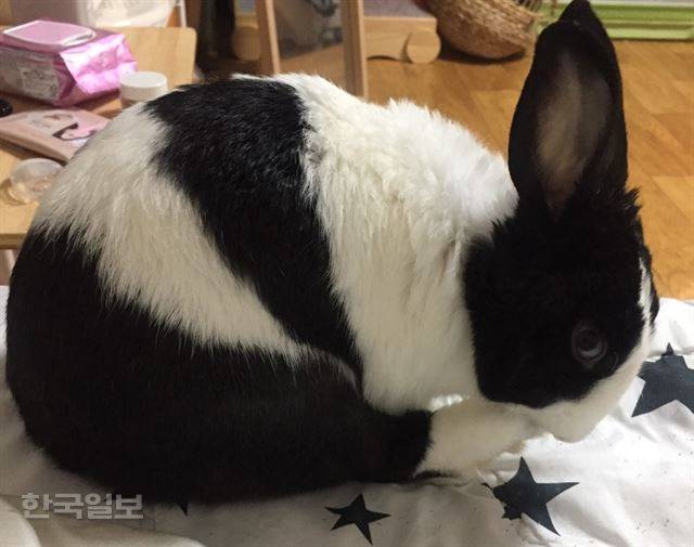 몸 단장 중인 랄라.