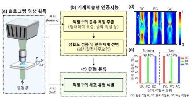 홀로그래픽 현미경과 기계학습형 AI 알고리즘을 이용한 적혈구 분류체계. 디지털 인라인 홀로그래픽 현미경을 이용해 획득한 수백개 적혈구들의 홀로그램 영상으로부터 형태학적, 광학적 특성에 기반한 12가지 분류 특징들을 추출했다. 추출한 분류 특징과 의사결정트리 모델을 이용해 학습시킨 결과, 적혈구 유형을 97% 이상의 정확도로 분류해냈다.