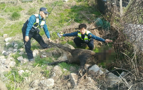 태백서 200㎏ 멧돼지 1마리 나타나 사살 [태백경찰서 제공=연합뉴스]