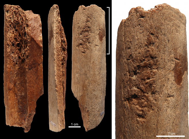 13만~11만 년 전 중국 내륙에 살던 인류가 만든 뼈도끼. 돌 등을 다듬은 흔적이 남아 있다. -사진제공 플로스원