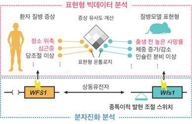 유전자 발현 스위치의 진화가 환자와 질병 동물모델 사이에서 나타나는 표현형의 차이를 설명한 그림.