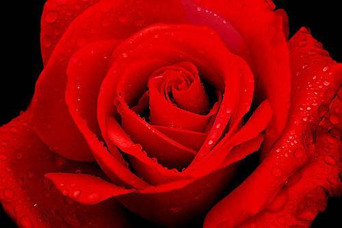 밸런 타인데이를 상징하는 빨간 장미. [중앙포토]