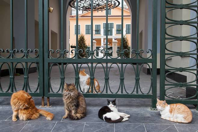 이스탄불은 개와 고양이의 천국이다. 어디를 가나 길바닥에 누워있는 큼직한 개와 사람을 경계하지 않는 고양이를 볼 수 있다. 탁심 광장 인근에서 오후의 햇살을 즐기고 있는 고양이 다섯 마리.