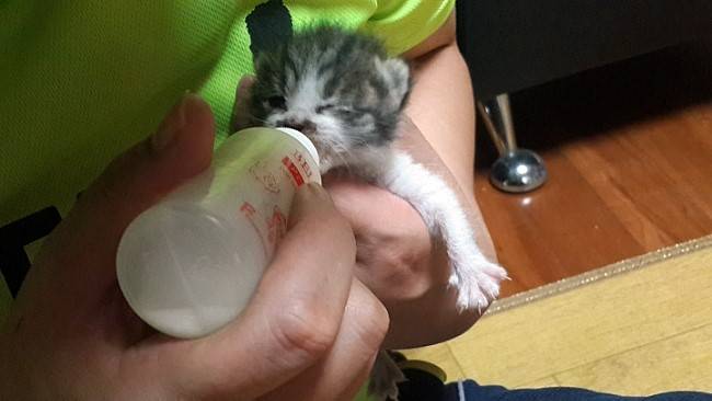 처음으로 새끼 고양이를 구조해서 집으로 데리고 오다. ⓒ함혜숙