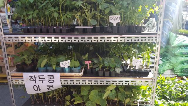 여러 가지 모종입니다. ⓒ한미숙