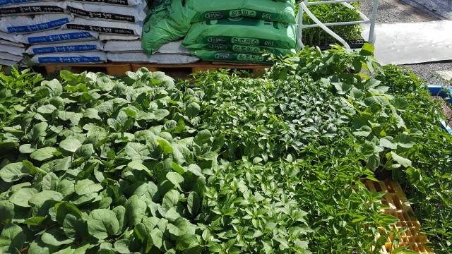 모종들. ⓒ한미숙