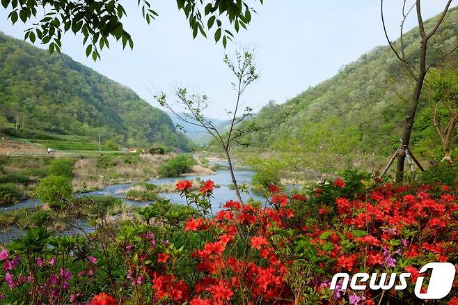 진메마을에서 천담마을까지 걷는 중간에 만나게 되는 봄 풍경© News1