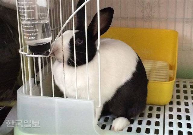 토끼 랄라가 물병을 이용해 물을 먹고 있다. 이순지 기자