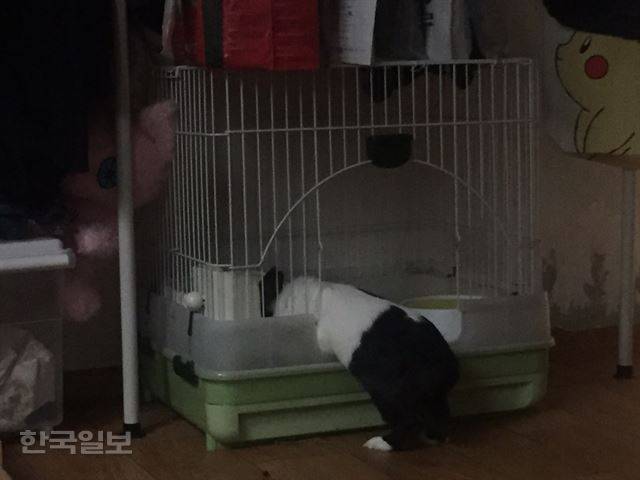 랄라가 늦은 밤 몸을 반쯤 집 안에 넣고 음식과 물을 먹고 있다. 이순지 기자