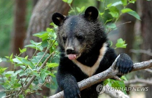 교통사고 후 이동 중인 반달가슴곰(KM-53) (거창=연합뉴스) 최근 교통사고를 당한 후 경남 거창지역으로 이동 중인 것으로 확인된 지리산 반달가슴곰(KM-53). 2018.5.11 [거창군 제공=연합뉴스]      choi21@yna.co.kr