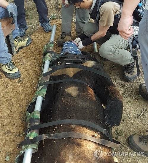 수도산에서 포획된 지리산 반달가슴곰 (서울=연합뉴스) 서식지인 지리산에서 90㎞ 떨어진 경북 김천 수도산으로 두 번이나 도망친 반달가슴곰 KM-53.  사진은 수도산에서 포획된 반달가슴곰. 2017.7.30 [종복원기술원 제공=연합뉴스]