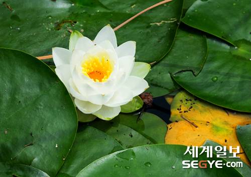 아름다운 자태를 뽐내며 활짝 핀 연꽃