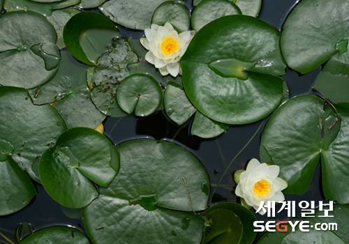 아름다운 자태를 뽐내며 활짝 핀 연꽃