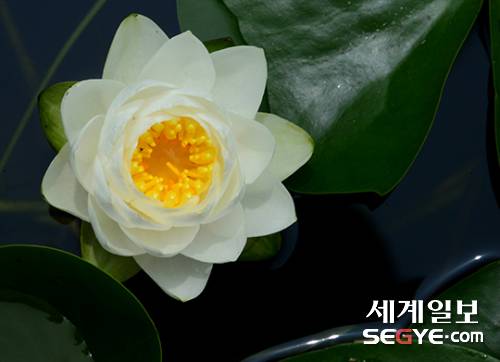 아름다운 자태를 뽐내며 활짝 핀 연꽃