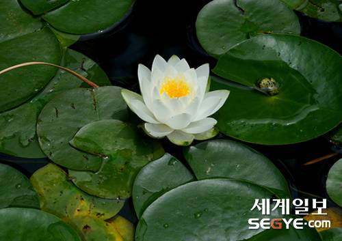 아름다운 자태를 뽐내며 활짝 핀 연꽃