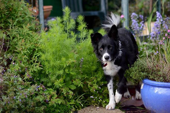 ϴ ġ   ˷ ݸ(Border collie Bonnie)̴.