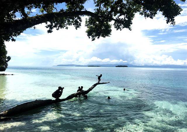 솔로몬 아이들이 바닷가 고목을 점프대 삼아 물놀이를 하고 있다.