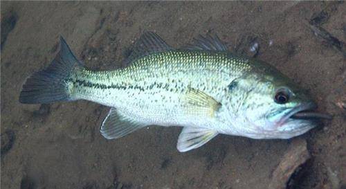 웜을 입에 물고 올라온 배스(성연재)