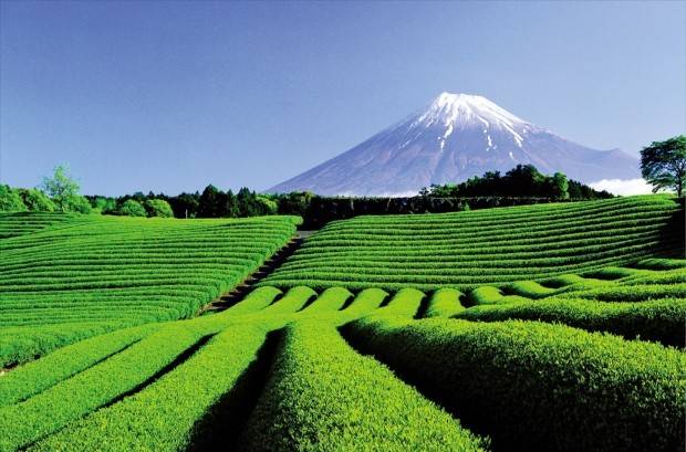 일본 내 최대 녹차 생산지인 시즈오카의 후지산 녹차밭 전경.