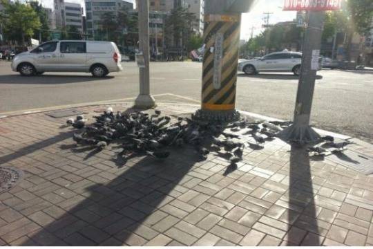 도심 속 비둘기가 살찐 ‘닭둘기’를 지나 난폭한 ‘매둘기’로 변해가고 있다. 사진은 도심 속 비둘기떼의 모습. [사진2=헤럴드DB]