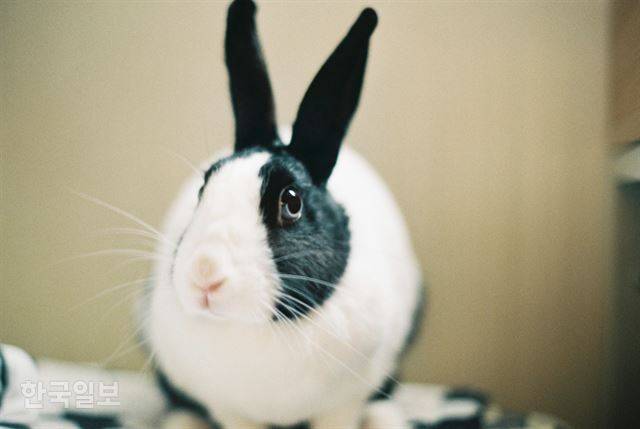 토끼가 몸을 동그랗게 만든 후 앉아 쉬고 있다. 이순지 기자