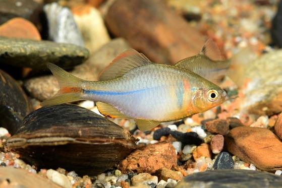 각시붕어. [사진 경북 토속어류산업화센터]