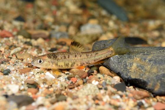 참중고기. [사진 경북 토속어류산업화센터]