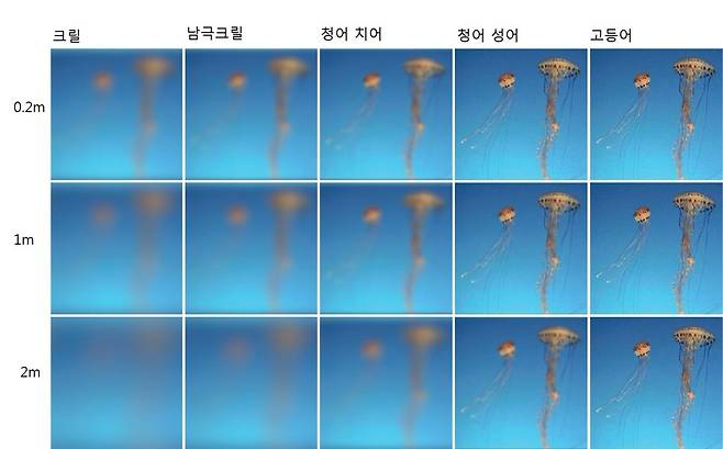 해파리의 독성 촉수는 큰 물고기에는 잘 보이지만 해파리의 먹이인 치어 눈에는 거의 보이지 않는다. 케이브스 외 (2018) ‘생태학과 진화 동향’ 제공.