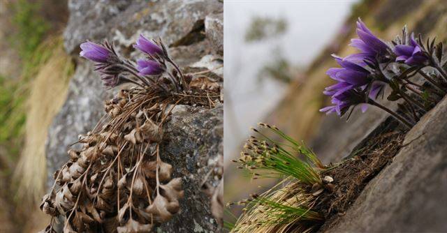석회암 바위틈에 자라난 동강할미꽃은 생존하기 위해 지난해 자랐던 잎(왼쪽)을 남겨둬야 하지만 사람들에 의해 잎이 훼손(오른쪽)됐다. 국립생태원 제공