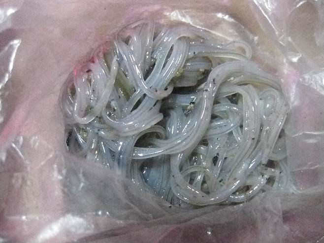 지난 4월 경기도 고양시 행주대교 부근 한강 하구에 설치한 그물에 끈벌레와 같이 걸려 죽은 실뱀장어. 어민들은 한강하구를 끈벌레가 점령하면서 실뱀장어 조업을 망친다고 주장하고 있다. [중앙포토]