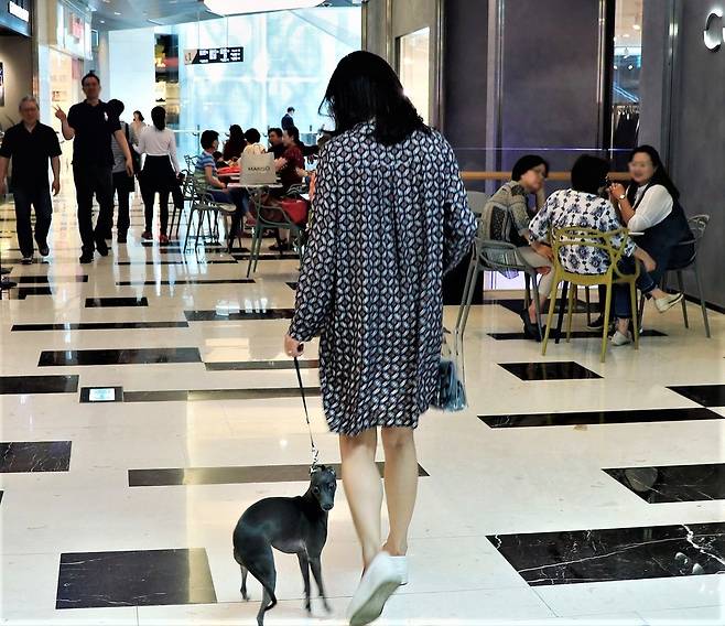 5월31일 서울 영등포구 여의도 IFC몰에서 한 고객이 반려견과 함께 쇼핑을 하고 있다.  IFC몰 제공